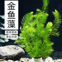 金鱼藻水草淡水水族箱鱼缸造景挂卵繁殖净化水质好养养鱼专用冒泡