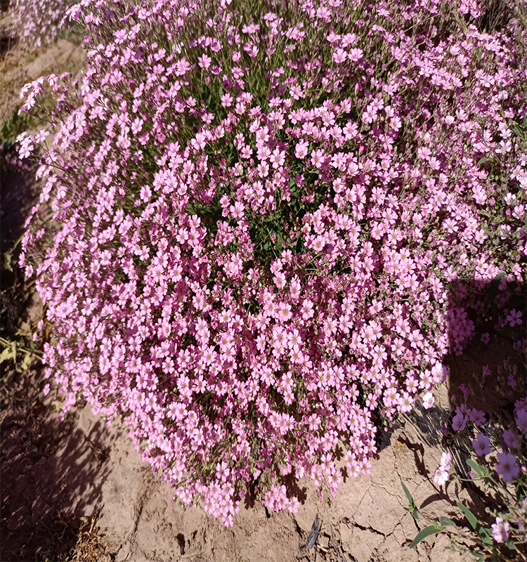 厂家直供垂吊满天星粉色宿根耐寒家庭园艺阳台绿植盆栽垂吊类花种