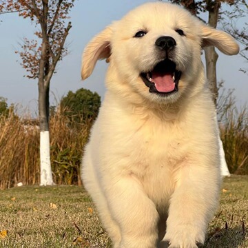 纯种金毛幼犬活体狗狗双血统金毛幼崽家养宠物狗赛级导盲犬伴侣犬