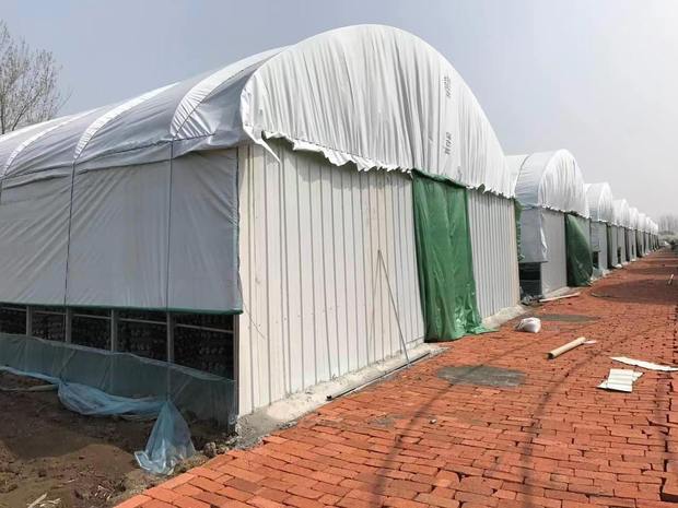 厂家定制 抗老化防晒遮阳防航拍大棚膜 养殖食用菌专用pep绿白膜