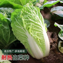 夏阳大白菜种子夏季专用白菜籽50天早熟抗热耐高温蔬菜农家高产