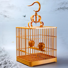 珍珠鸟灰色白色驼色活体网红宠物观赏鸟好养耐活幼鸟学说话包会