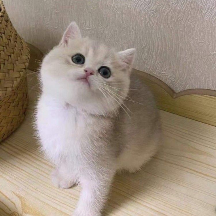 纯种英国短毛猫银点渐层蓝眼银渐层幼猫活体猫咪折耳猫宠物猫