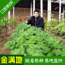 厂家销售 土豆种薯培育繁育 早熟产量高 土豆种薯
