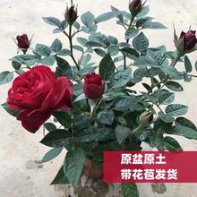 红色玫瑰花苗盆栽带花苞四季开花好养活绿植物室外阳台花卉月季苗