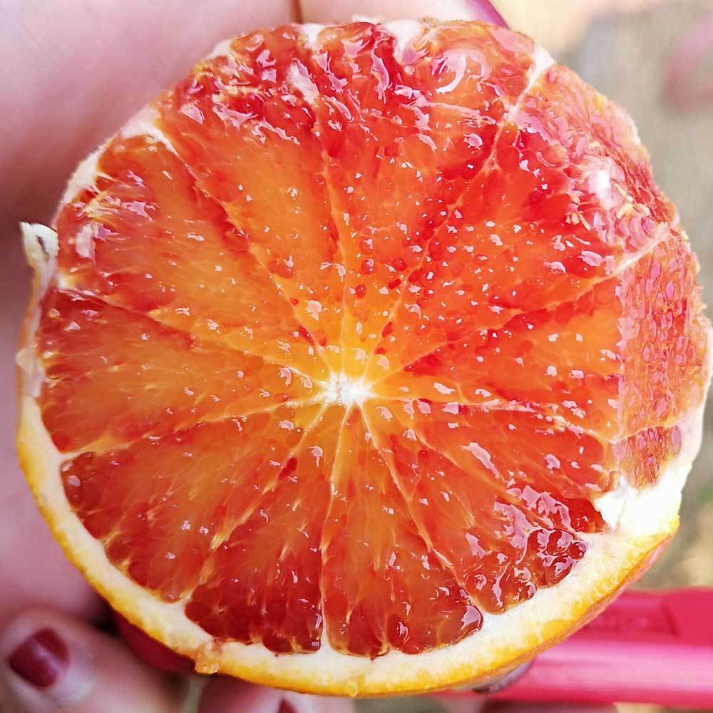 四川塔罗科血橙8斤红心肉橙子新鲜水果当季果冻手剥甜橙整箱