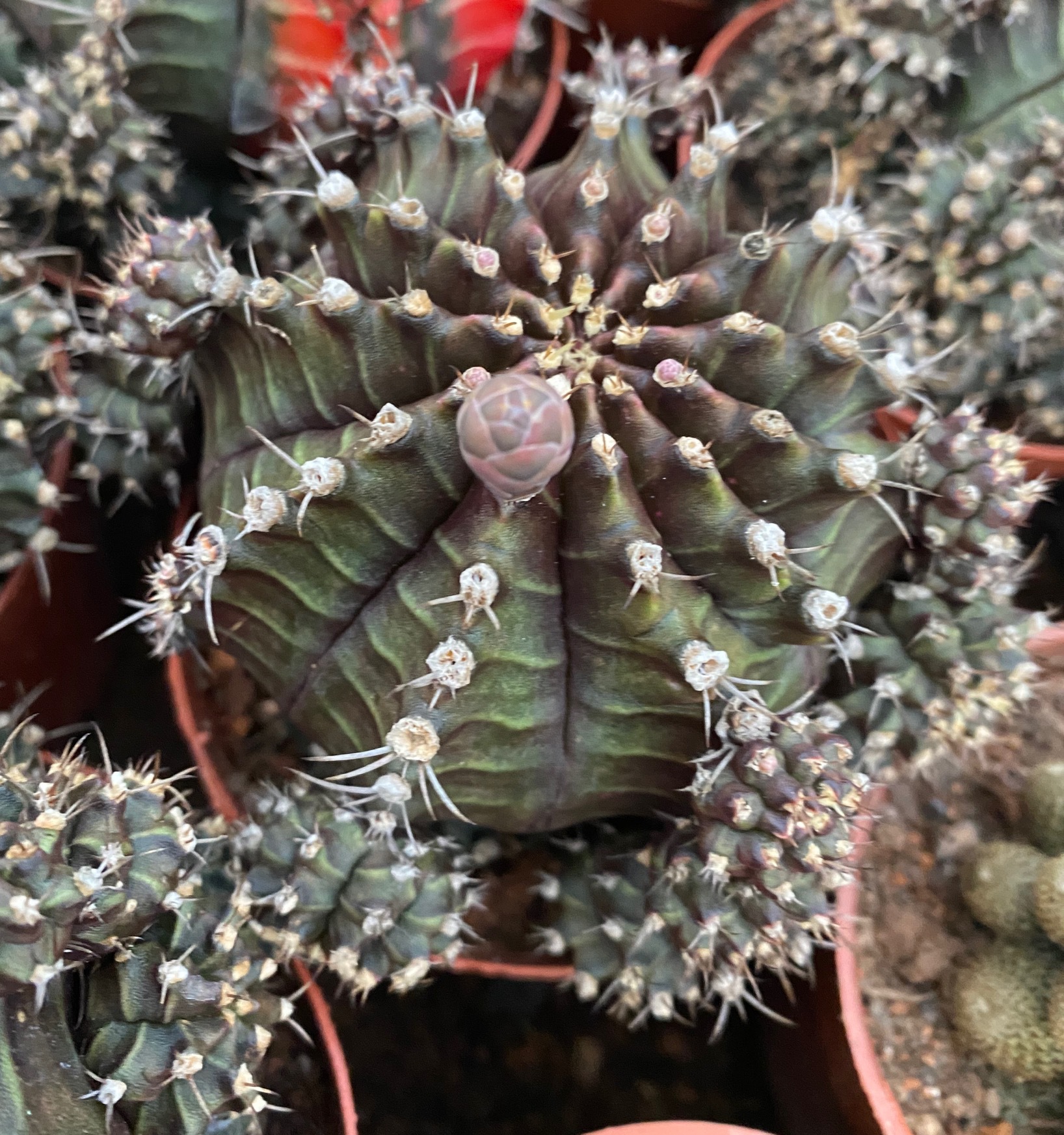 黑牡丹 落地 带侧芽 8-10厘米 仙人球批发 开花多肉盆栽 基地直发