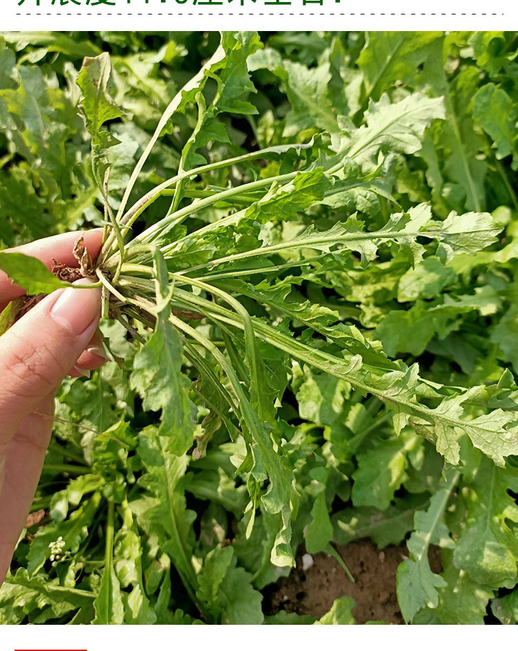 野菜荠荠菜种子 农田菜地田园种植野菜荠荠菜籽耐干旱耐瘠薄