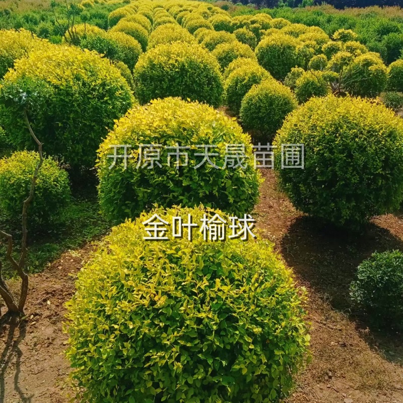 金叶榆球 落叶乔木 金叶榆 地接金叶榆 金叶榆杯苗 高接金叶榆