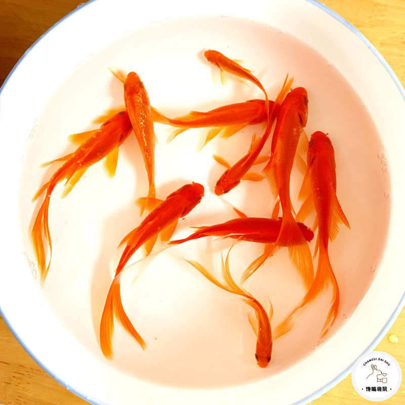 红草金鱼好养耐活长尾大红草观赏鱼锦鲤活体冷水鱼淡水鱼锦鲫红草