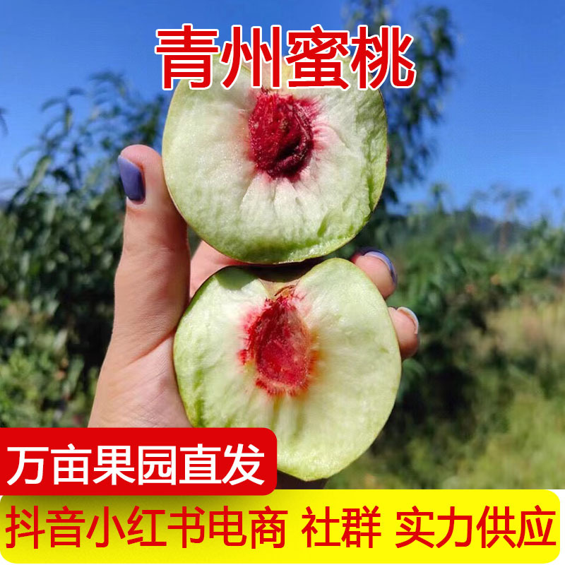 产地直发山东青州蜜桃新鲜水果毛桃冬雪蜜桃当季水果桃子一件代发