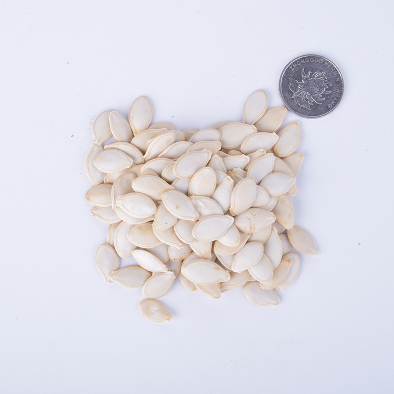 西葫芦种子小瓜菜瓜茄瓜角瓜窝瓜占瓜种籽四季播种产量高