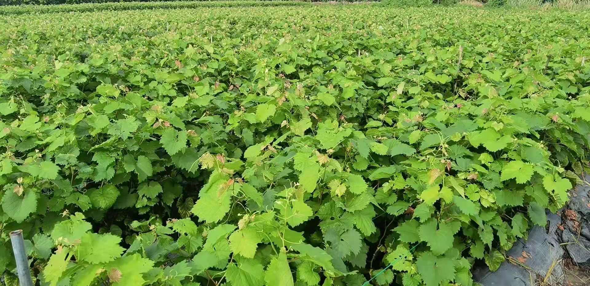 藤稔葡萄苗 乒乓葡萄 蜜光 丛林玫瑰 沪太8号 扦插嫁接葡萄树苗