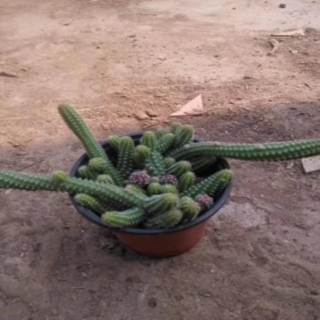 新品毛毛虫亮红仙人指 多肉植物带花金手指微型盆栽防辐射绿植花