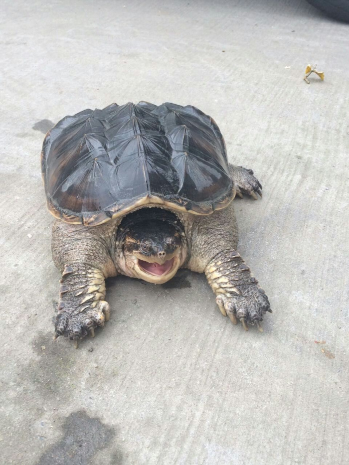 乌龟10斤20斤30斤佛鳄龟巨型活体宠物鳄龟50斤大鳄超大便宜养观赏