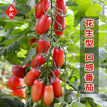 花生状口感番茄种子红如玉水果小西红柿种子葫芦状圣女果柿子种籽
