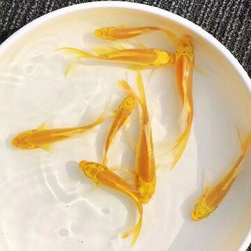 活体观赏鱼龙凤锦鲤纯种长尾冷水淡水好养耐活小鱼苗金鱼-阿里巴巴
