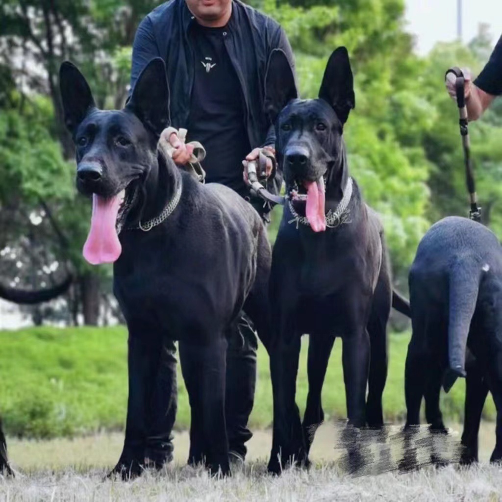 纯种黑狼犬幼犬活体大型犬看家护院双血统护卫犬猛犬工作犬宠物狗