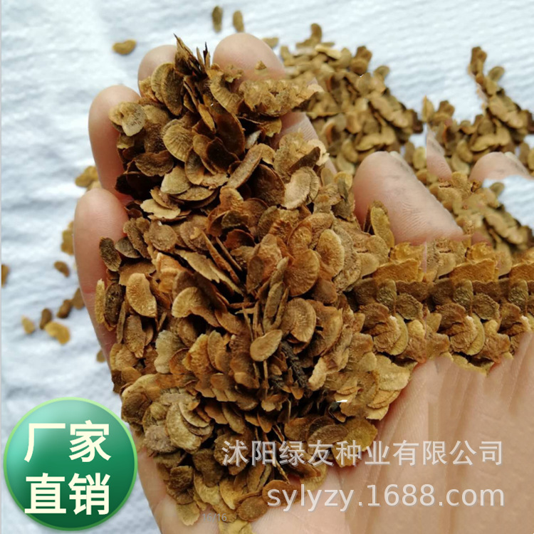 批发乔木观赏树种木荷种子荷木 木艾树四季园林绿化行道树种籽