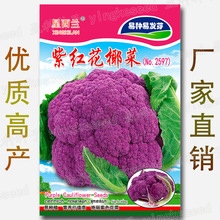 紫红花椰菜菜种籽 花菜种子批发 易种植 艳丽紫色花菜籽 紫妃一号