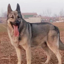 出售纯种狼青犬大型中华狼青犬活体幼犬狼青家养护卫犬巨型狼青狗