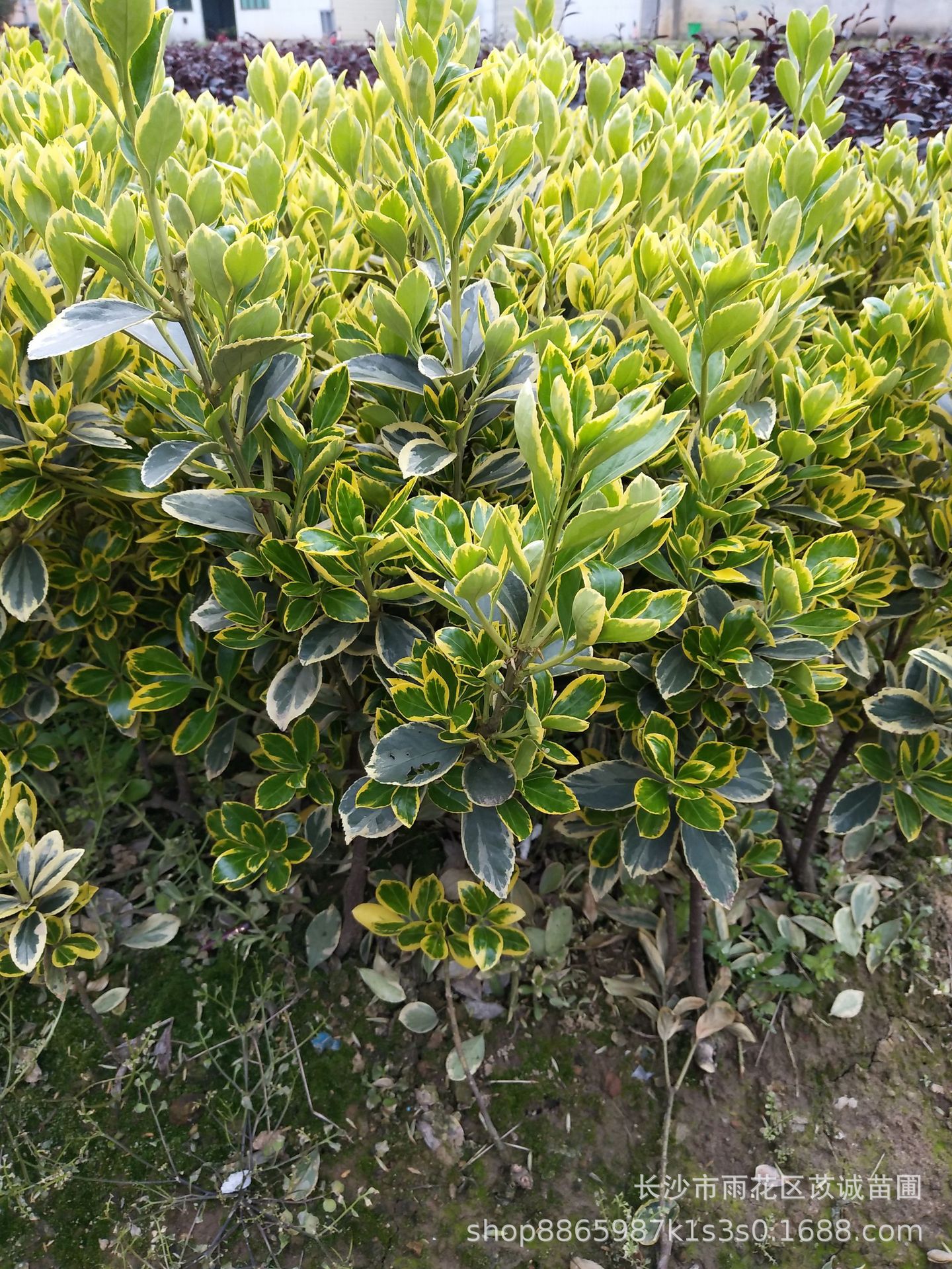 湖南基地直供金边黄杨地树杯树规格齐全庭院小区种植量大从优