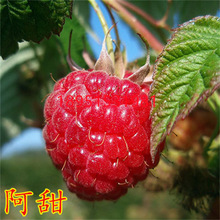 阿甜树莓苗双季覆盆子红黄黑果树苗南方北方种植耐寒庭院盆景地栽