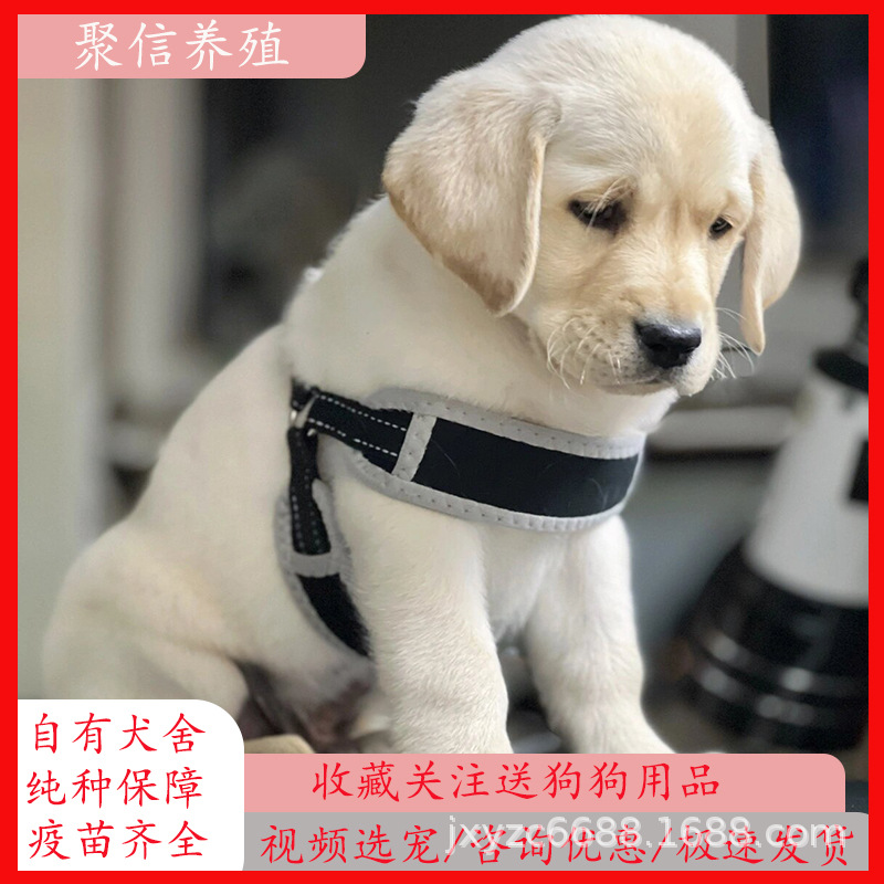 家养拉布拉多活体幼犬纯种双血统赛级拉布拉多幼崽狗狗-阿里巴巴