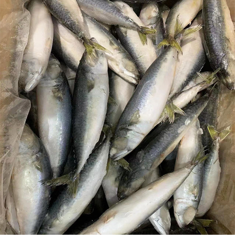 冷冻青占鱼10kg 鲐鲅鱼大鲅鱼鲭鱼海鲜水产 快餐食堂批发量大询价