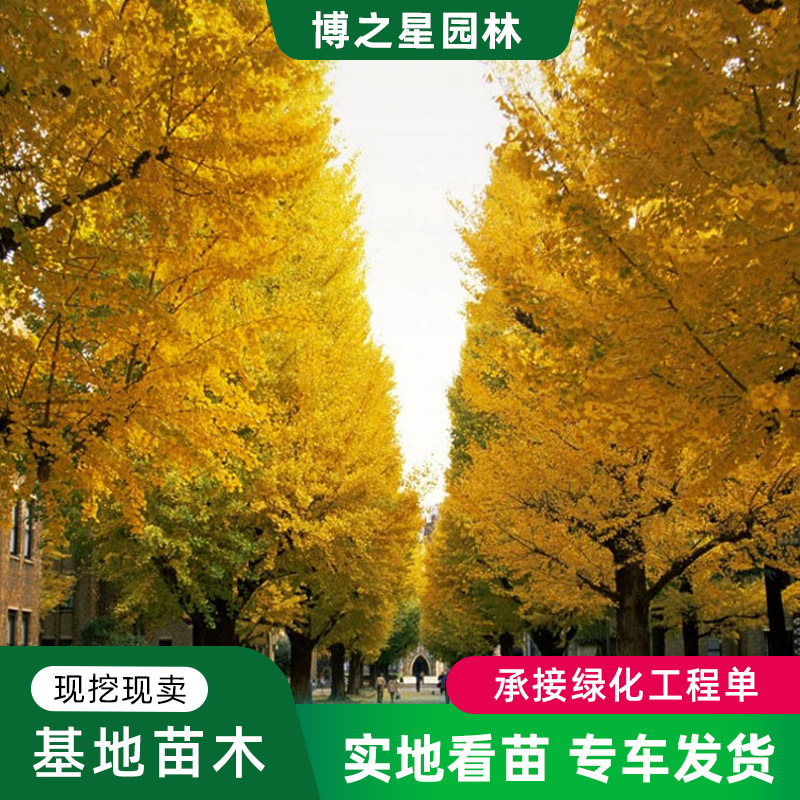 银杏树苗工程绿化占地拆迁苗四季种植白果小苗庭院植物行道树苗木