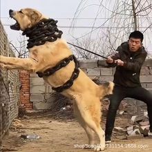 批发纯种中亚牧羊犬幼崽活体狗狗大型中亚猎狼犬狩猎犬猛犬巨型犬