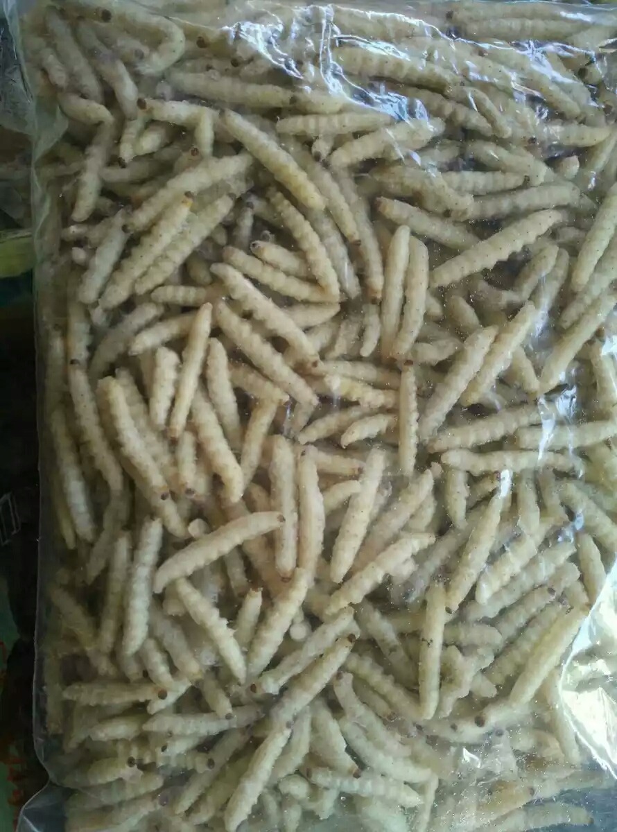 云南野生竹虫速冻竹虫笋虫竹蛆纯干冻竹虫500克75元-阿里巴巴