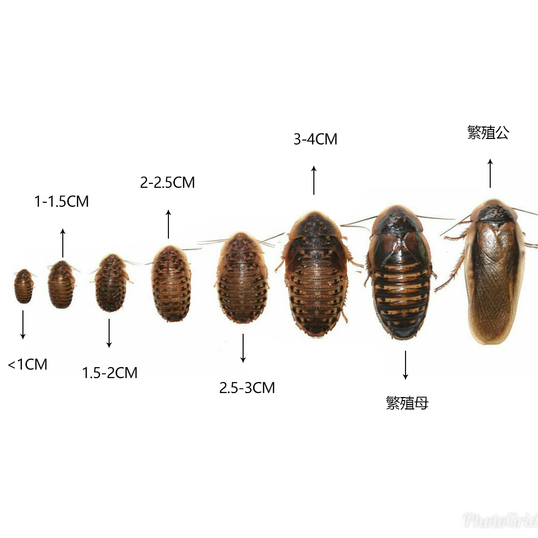 爬宠虫杜比亚蟑螂活诱饵幼体亚成各种规格蜥蜴鬃狮龙鱼饲料