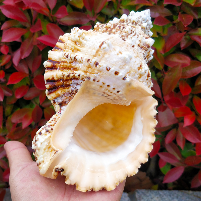 贝壳工艺品超大海螺壳摆件天然大海螺贝壳家居鱼缸造景大蛙螺壳