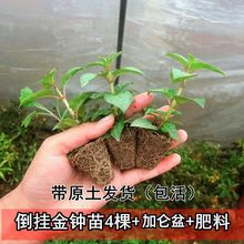 倒挂金钟小苗4棵+肥料 阳台吊兰四季开花灯笼花盆栽花卉四季开花