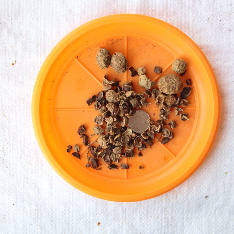 新采池杉种子 厂家直销 池杉种子 水杉种子 品种 绿化苗木