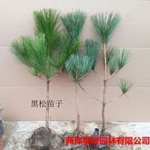 黑松树苗 黑松小苗 盆景造型素材植物苗绿化各种规格苗木批发