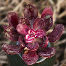 批发丸叶红司多肉植物盆栽绿植红丝肉肉室内阳台桌面净化空