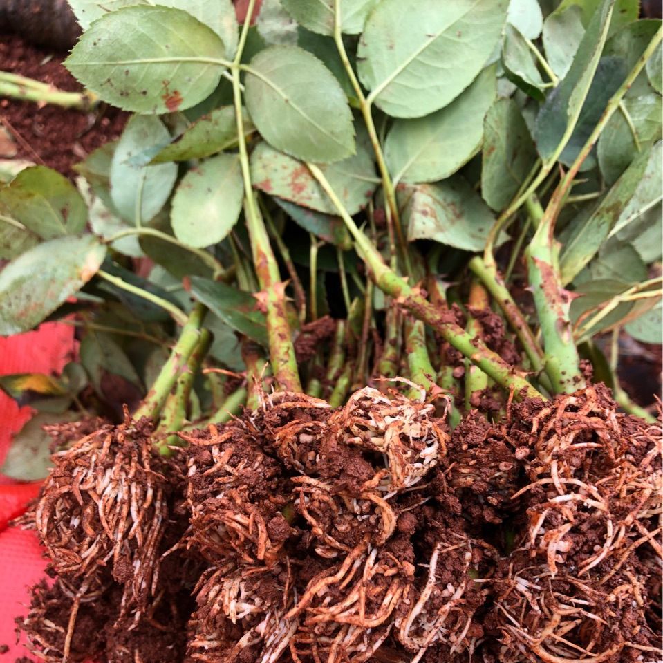 云南四季玫瑰苗 大花月季花卉花苗 盆栽绿植观赏玫瑰小苗顺丰包邮