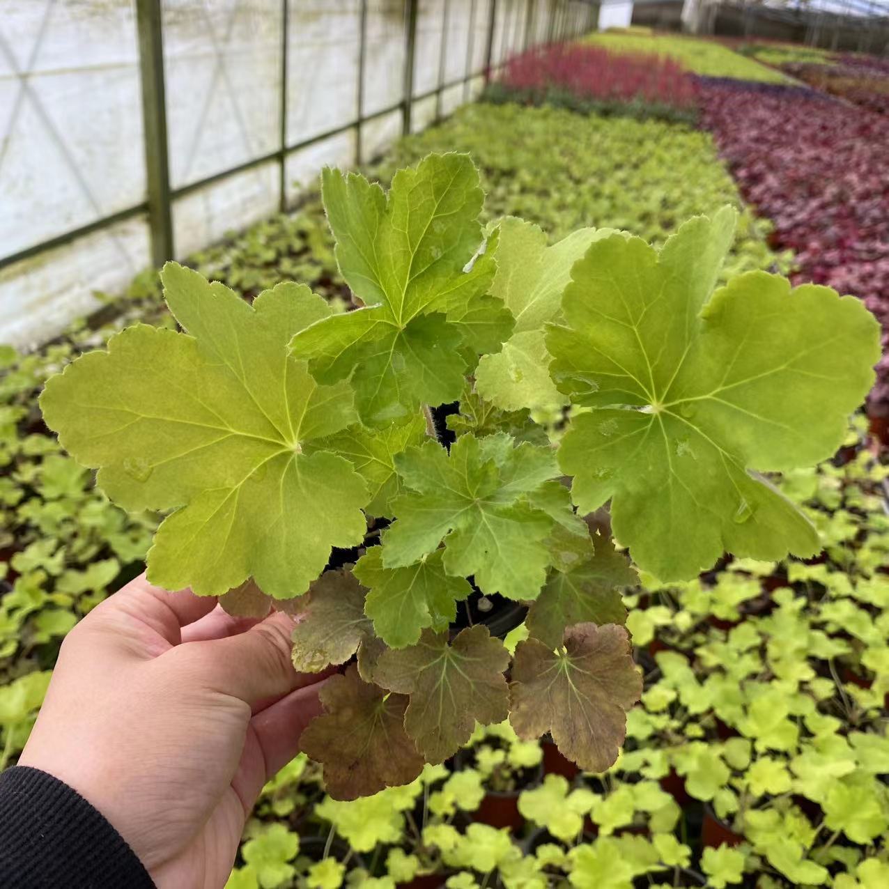 矾根90杯苗1加仑规格矾根10-15cm园林工程耐寒庭院地被植物