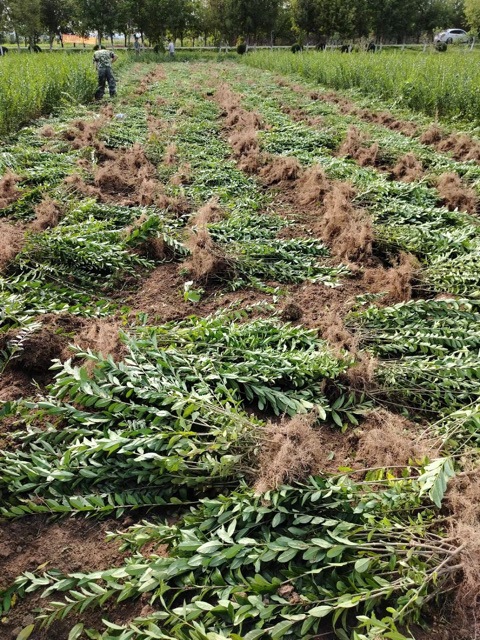 2024东北辽宁 水蜡苗 夹植水蜡绿篱 丛生水蜡墩产地-阿里巴巴