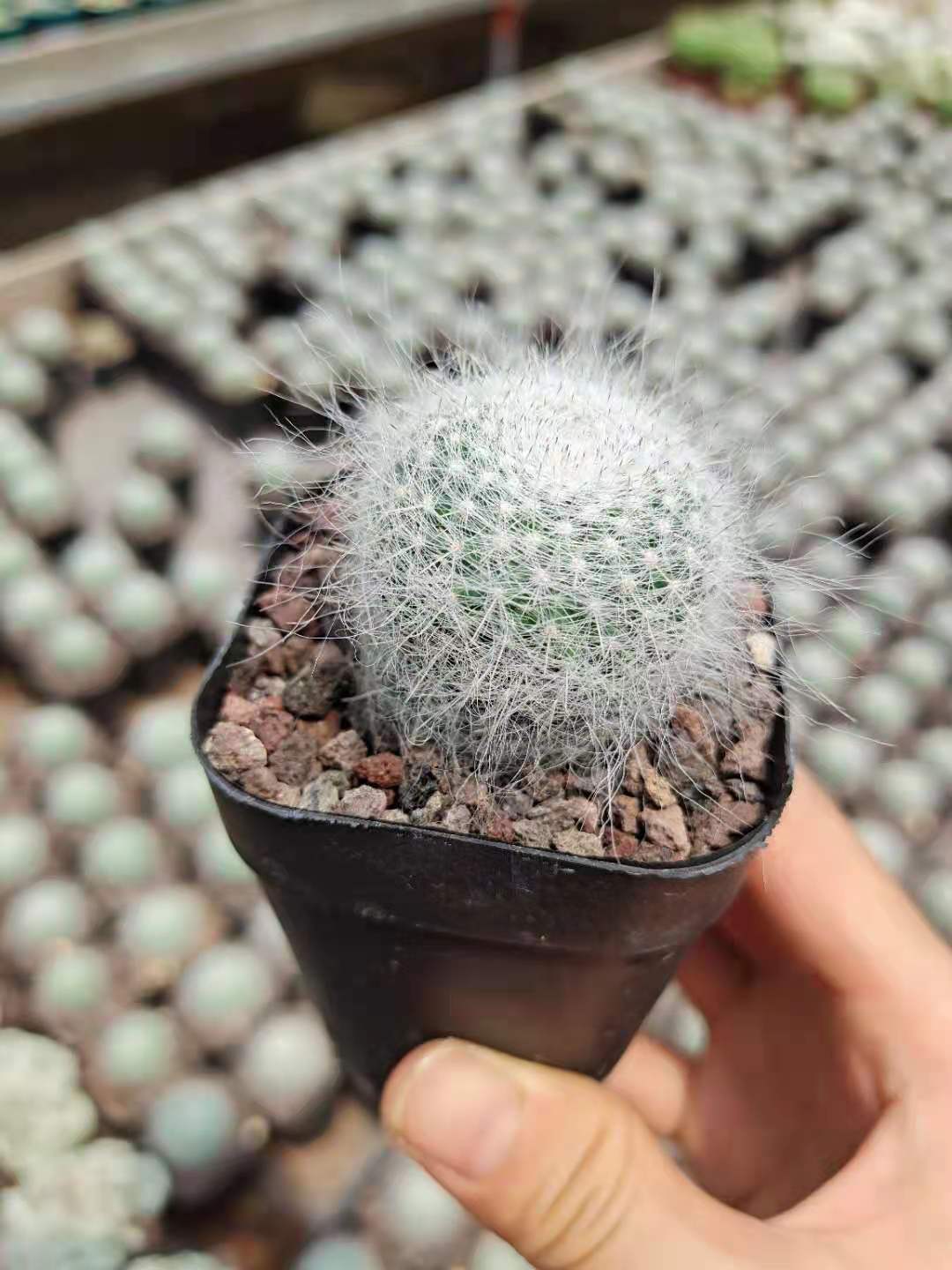 长毛雪猿仙人球玉翁实生乳突球属沙生植物-阿里巴巴