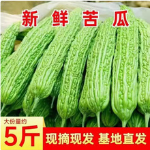 新鲜苦瓜5斤农家自种凉瓜苦瓜脆嫩营养蔬菜山东产地现摘现发当季