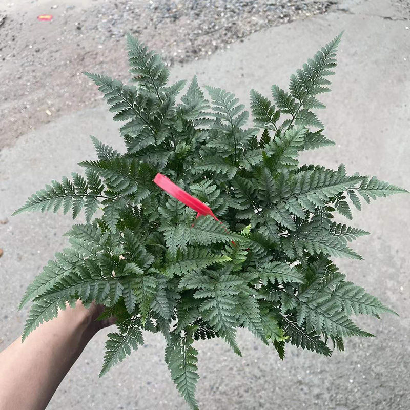 狼尾蕨兔脚蕨绿植办公室盆栽室内花卉植物桌面耐寒耐荫盆栽