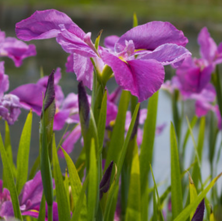 水生植物水生常绿鸢尾德国鸢尾西伯利亚鸢尾黄花鸢尾