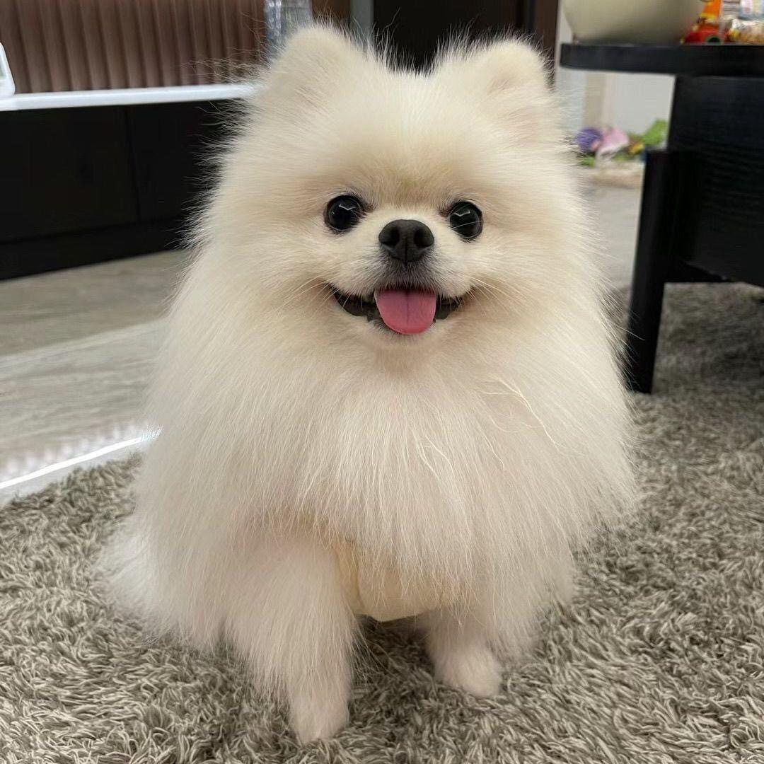 纯种博美幼犬活体小型犬博美宠物狗茶杯犬玩赏犬博美幼崽小狗活物