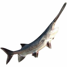 人工养殖鲟鱼-人工养殖鲟鱼批发,促销价格,产地货源 - 阿里巴巴