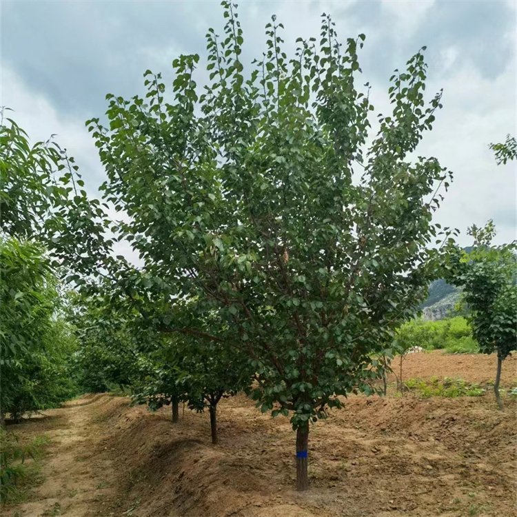 山杏树 耐旱 抗寒 庭院栽植 小区公园 露天种植 落叶乔木-阿里巴巴