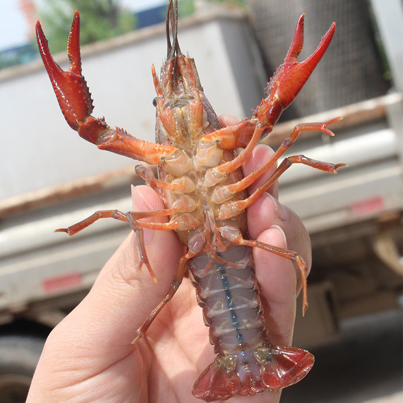 澳洲龙虾澳龙蓝龙虾小青龙好养活 国产小龙虾 活体鱼缸趣味小宠物