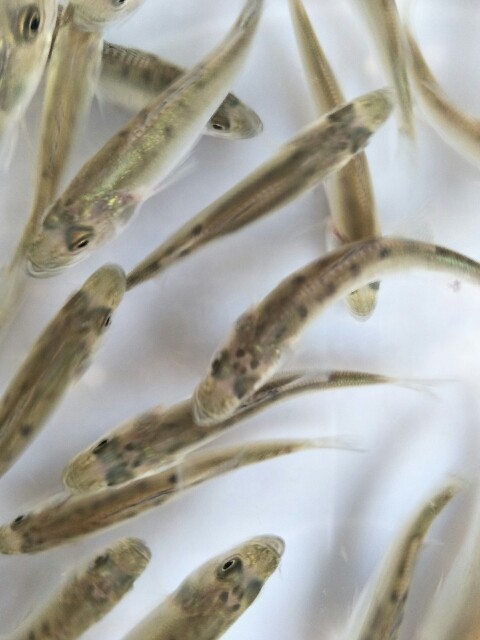大量供应增殖放流用鲈鱼苗,梭鱼苗!空运全国!
